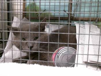 Domestic Short Hair Cats Available for Adoption in Houston, Texas - A2071818 | PetCurious
