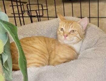 Tabby Cats Available for Adoption - Sam His Dudeness | PetCurious