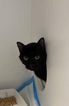 Shadow -  American Shorthair Cat for Adoption in Greenfield, Indiana - Shadow | PetCurious