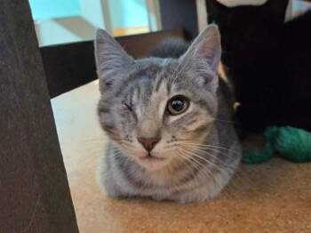 CATALINA -  Domestic Short Hair Cat for Adoption in Martinez, California - CATALINA | PetCurious