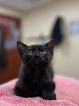 HERSHY -  Domestic Short Hair Cat for Adoption in Aliquippa, Pennsylvania - HERSHY | PetCurious