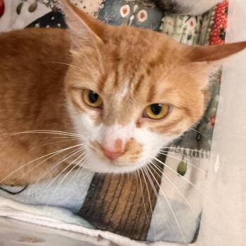 Domestic Short Hair Cats Available for Adoption in Evansville, Indiana - Harley | PetCurious