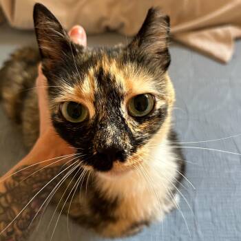 Benny (DC) -  Domestic Medium Hair Cat for Adoption in Fort Belvoir, Virginia - Benny (DC) | PetCurious