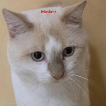 Beaver & Muskrat *BONDED* -  Siamese Cat for Adoption in Herndon, Virginia - Beaver & Muskrat *BONDED* | PetCurious