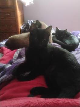 Rescue Domestic Short Hair Cats for Adoption in Mokena, Illinois - Lydia | PetCurious