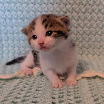 Snowflake -  Domestic Short Hair Cat for Adoption - Snowflake | PetCurious