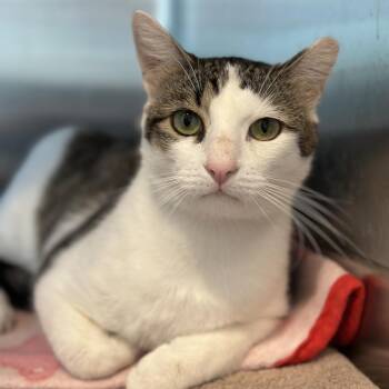 Buddy -  Domestic Short Hair Cat for Adoption in Matteson, Illinois - Buddy | PetCurious