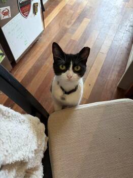 Mona Melon -  Domestic Short Hair Cat Available for Adoption in Philadelphia, Pennsylvania - Mona Melon | PetCurious