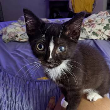 Dicey Diane -  Domestic Short Hair Cat for Adoption in Fredericksburg, Virginia - Dicey Diane | PetCurious