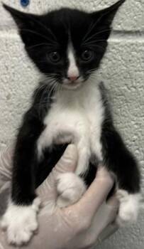 TRAIL MIX -  Domestic Short Hair Cat for Adoption in Pensacola, Florida - TRAIL MIX | PetCurious