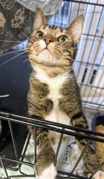 Rescue Domestic Short Hair Cats for Adoption in Albemarle, North Carolina - Fable | PetCurious
