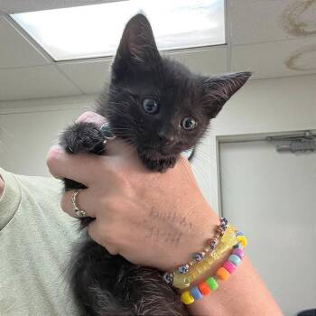 DJ Catnip -  Domestic Medium Hair Cat for Adoption in Hendersonville, North Carolina - DJ Catnip | PetCurious