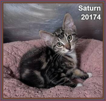 SATURN -  Domestic Short Hair Cat for Adoption in Marietta, Georgia - SATURN | PetCurious