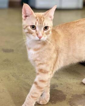 Helios -  Domestic Short Hair Cat for Adoption in River Ridge, Louisiana - Helios | PetCurious