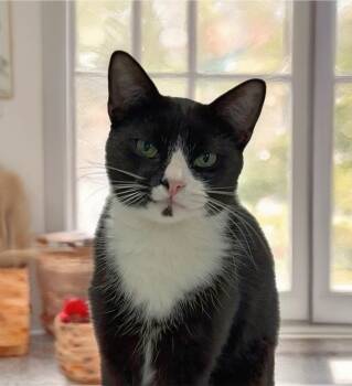 Domestic Short Hair and Tuxedo Cats Available for Adoption - Binx | PetCurious