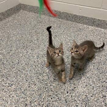 Domestic Short Hair Cats Available for Adoption in Dayton, Ohio - Lily | PetCurious