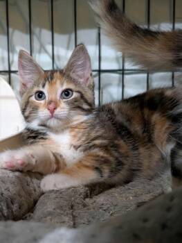 Cove -  Domestic Short Hair Cat for Adoption in Gorham, Maine - Cove | PetCurious