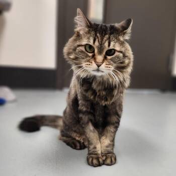 Rescue Domestic Long Hair Cats for Adoption in Las Vegas, Nevada - Lady Belle | PetCurious