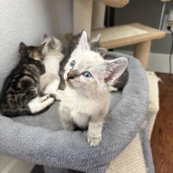 Baby 1 -  Domestic Short Hair Cat for Adoption in Ferndale, Washington - Baby 1 | PetCurious