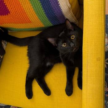 Domestic Short Hair Cats Available for Adoption in Lakewood, California - Saber | PetCurious