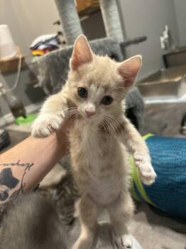 Flash -  Tabby Cat for Adoption in Hamilton, Ontario - Flash | PetCurious