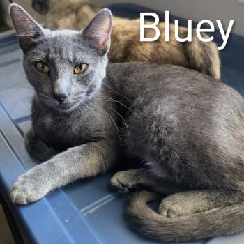 Domestic Short Hair Cats Available for Adoption in Tulsa, Oklahoma - Bluey | PetCurious
