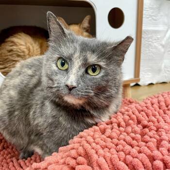Rescue Domestic Short Hair Cats for Adoption in Lyndhurst, Virginia - Tuppence | PetCurious