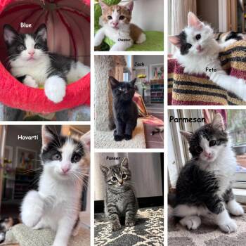 The Cheese Kittens -  Domestic Short Hair Cat for Adoption in Brantford, Ontario - The Cheese Kittens | PetCurious