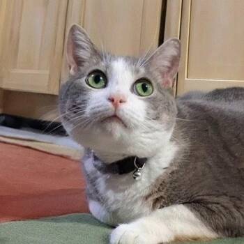 Koonie -  Domestic Short Hair Cat for Adoption in Charleston, South Carolina - Koonie | PetCurious