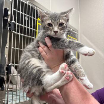Furby -  Domestic Short Hair Cat for Adoption in Morganton, North Carolina - Furby | PetCurious