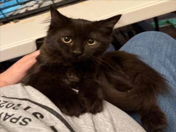 Rescue Domestic Medium Hair Cats for Adoption in Woodland, California - *MARJORIE | PetCurious