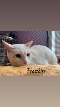 Domestic Short Hair Cats Available for Adoption - Frost Bite | PetCurious