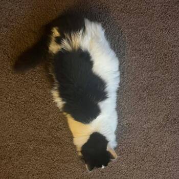 Onyx -  Domestic Short Hair Cat for Adoption in Springfield, Ohio - Onyx | PetCurious