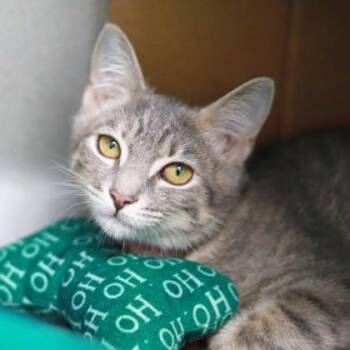 Sassy -  Domestic Short Hair Cat for Adoption in Atlanta, Georgia - Sassy | PetCurious