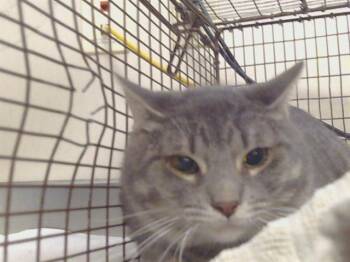 Domestic Short Hair Cats Available for Adoption - CROOKY | PetCurious