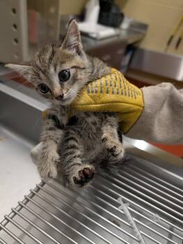 Domestic Short Hair Cats Available for Adoption in Douglasville, Georgia - Buttercup | PetCurious