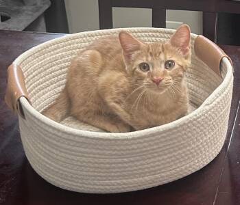 Jeremiah -  Domestic Short Hair Cat for Adoption in Mokena, Illinois - Jeremiah | PetCurious