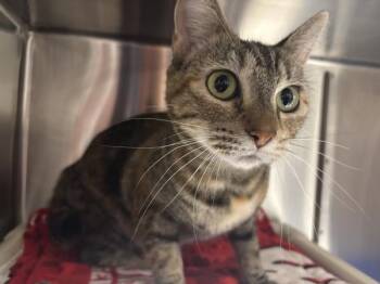 Domestic Short Hair Cats Available for Adoption - Mystery | PetCurious