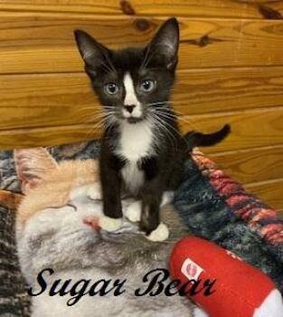 Sugar Bear -  Tuxedo Cat for Adoption in Southern Pines, North Carolina - Sugar Bear | PetCurious