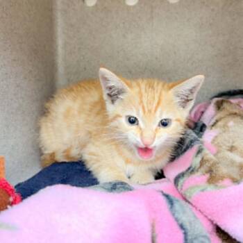 Mitch 26-06-064 -  Domestic Short Hair Cat for Adoption in Bastrop, Texas - Mitch 26-06-064 | PetCurious