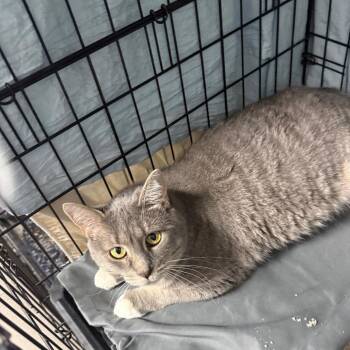 Sweetheart -  Domestic Short Hair Cat for Adoption in Normal, Illinois - Sweetheart | PetCurious