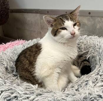 Suez - KBC -  Tabby and Domestic Short Hair Cat for Adoption in Dublin, Ohio - Suez - KBC | PetCurious