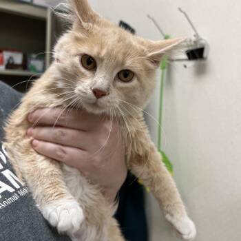 Tonie -  Domestic Short Hair Cat for Adoption in Pekin, Illinois - Tonie | PetCurious