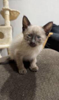 Boots -  Siamese Cat for Adoption - Boots | PetCurious