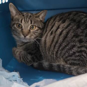 kendra -  Domestic Short Hair Cat for Adoption in Des Moines, Iowa - Kendra | PetCurious