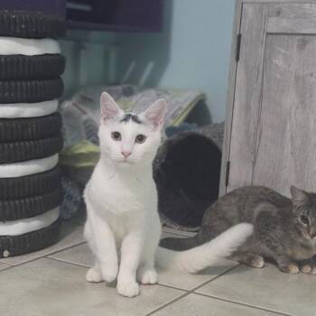 Brew -  Domestic Short Hair Cat for Adoption in Long Beach, Mississippi - Brew | PetCurious