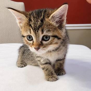 Mika -  Domestic Short Hair Cat for Adoption in Mount Vernon, Indiana - Mika | PetCurious