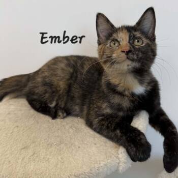 Ember -  Tortoiseshell Cat for Adoption in Rushville, Illinois - Ember | PetCurious
