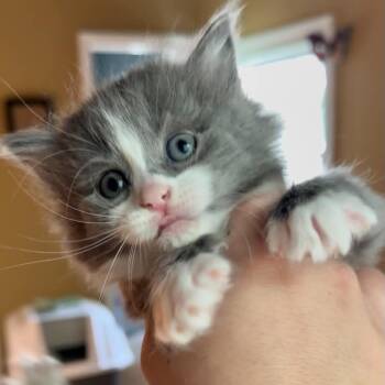Domestic Short Hair Cats Available for Adoption in Richmond, Virginia - Storm | PetCurious
