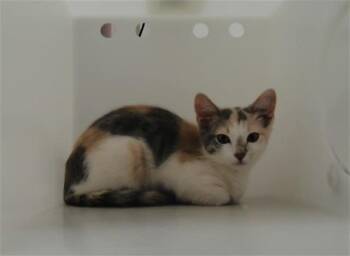 MUFFIN -  Domestic Short Hair Cat for Adoption in Albuquerque, New Mexico - MUFFIN | PetCurious